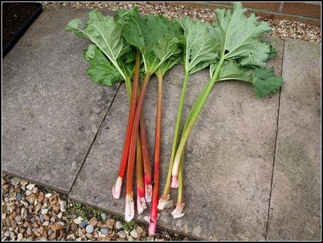 Harvesting Rhubarb - and a recipe