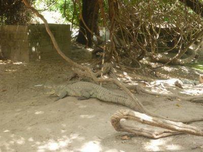 Stroking Crocodiles at Kachikally Pool, Bakau, The Gambia Kachikally Crocodile is sacred