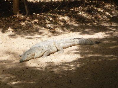 Stroking Crocodiles at Kachikally Pool, Bakau, The Gambia Kachikally Crocodile Pool needs your help