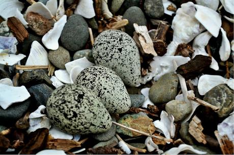 nature photography, beach life, eggs