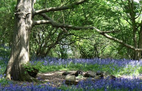 The Bluebell is the sweetest flower