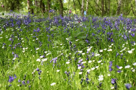 The Bluebell is the sweetest flower