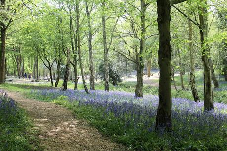 The Bluebell is the sweetest flower