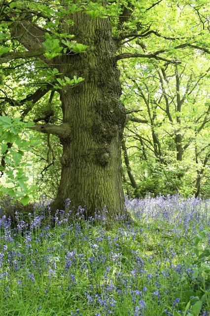 The Bluebell is the sweetest flower