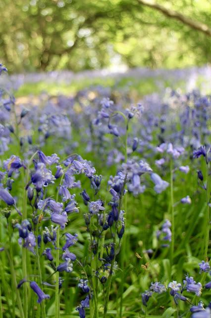 The Bluebell is the sweetest flower