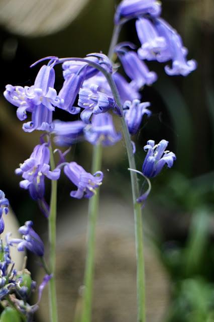 The Bluebell is the sweetest flower