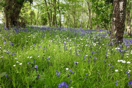 The Bluebell is the sweetest flower