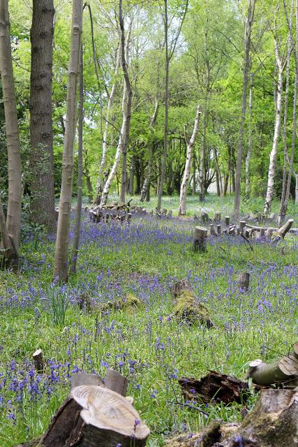 The Bluebell is the sweetest flower