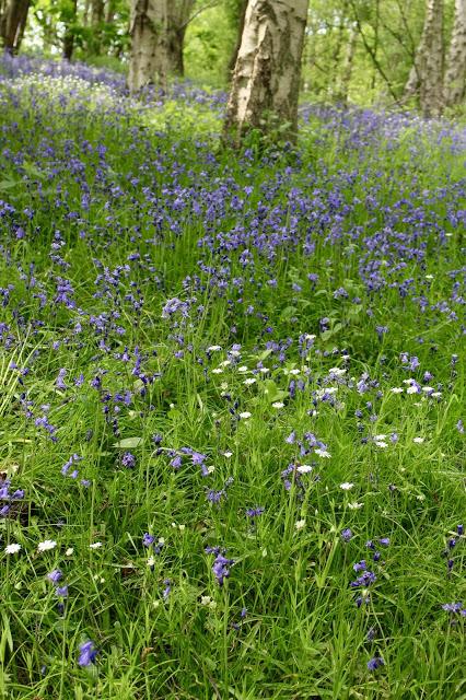 The Bluebell is the sweetest flower