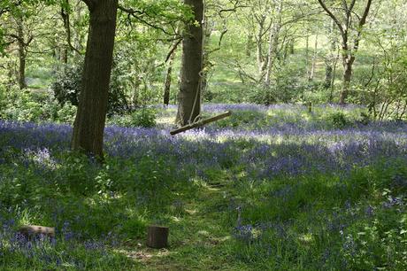 The Bluebell is the sweetest flower