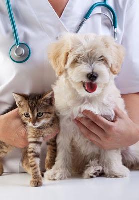 Insider tips: How to #pill your #cat or #dog