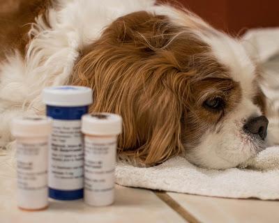 Insider tips: How to #pill your #cat or #dog