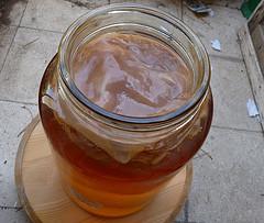 kombucha strain photo