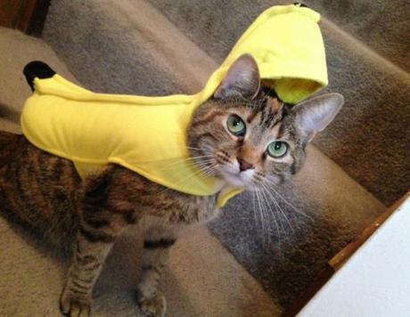 Cat Looks Like a Banana