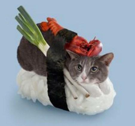 Cat Looks Like Sushi