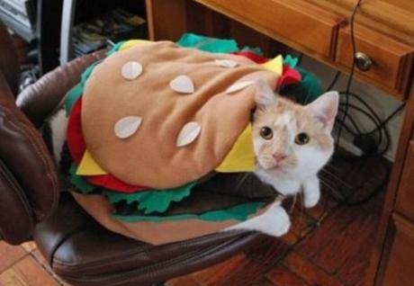 Cat Looks Like a Burger