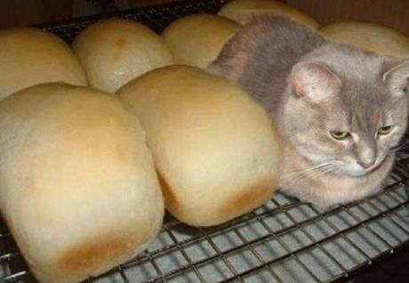 Cat Looks Like a Loaf Of Bread