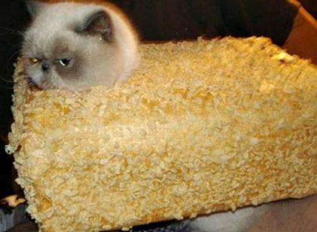 Cat Looks Like a Rice Crispy Bar