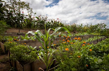 Organic farm in Cuba