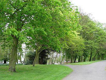 English: Castle Park, Bangor [2] Luscious gree...