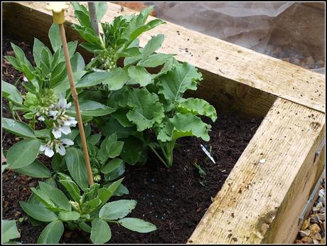 Planting Kale