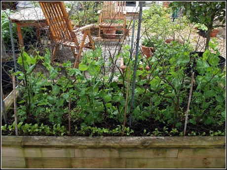 Planting Kale