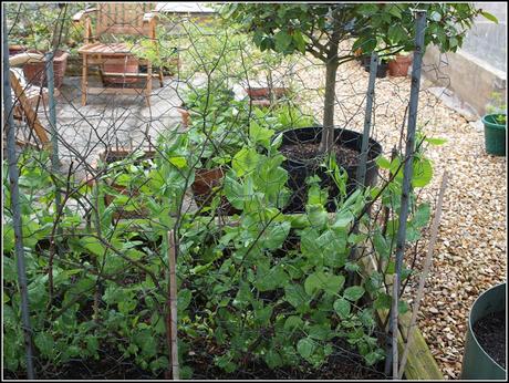 Planting Kale