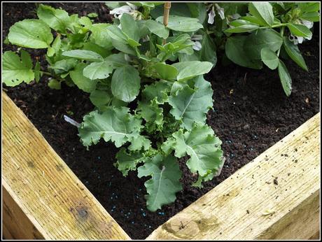 Planting Kale