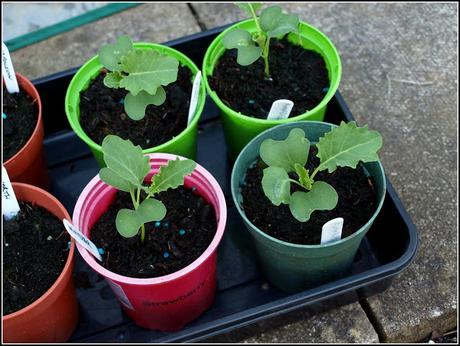 Planting Kale