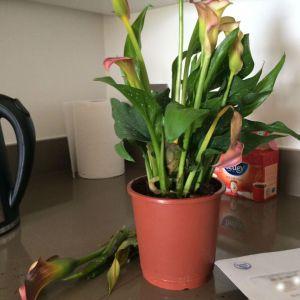 calla lily, tesco plant, S.C Rhyne, the reporter and the girl, green thumb, houseplant, dying plant