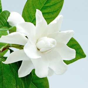 Gardenia Fragrance Oil