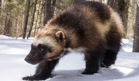 The Other Wolverine Who Rivaled X-Men for Fame – Defenders of Wildlife Blog