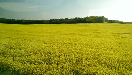 yellow field