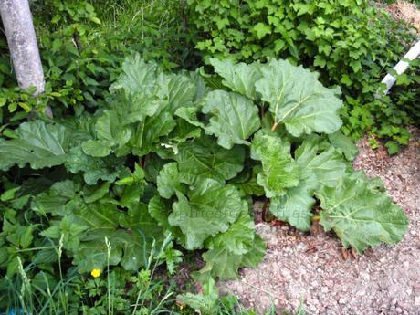 Our lovely rhubarb, ready to harvest a few!