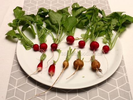 Allotement update & latest harvest from the garden!