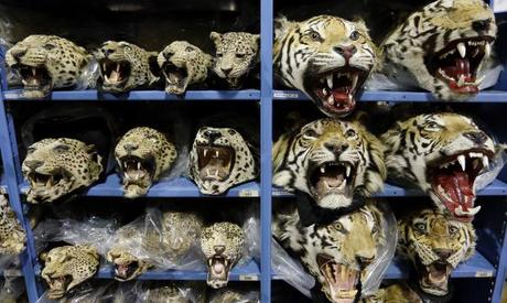 UN calls for overhaul of national laws to tackle wildlife crime | The Guardian