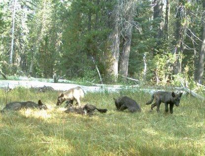 New Study Maps the Way for California Wolves, Highlights Key Strategies for Coexistence – Defenders of Wildlife Blog