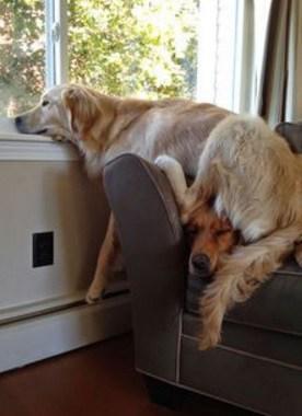 Dog With a Bad Friend