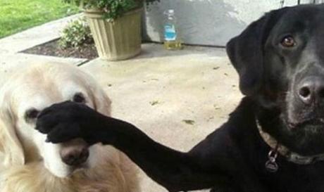 Dog With a Bad Friend