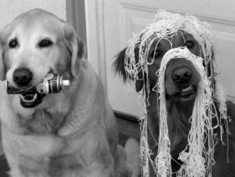 Dog With a Bad Friend