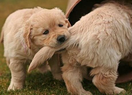 Dog With a Bad Friend