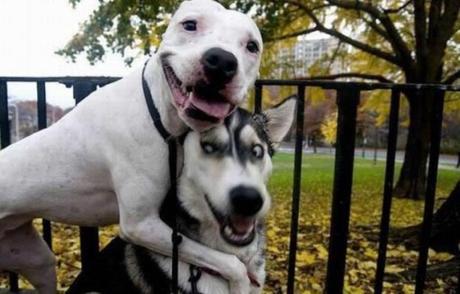 Dog With a Bad Friend