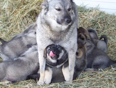 Dog With a Bad Friend