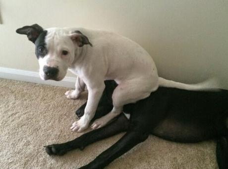 Dog With a Bad Friend