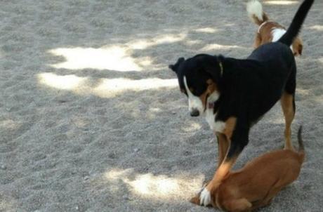 Dog With a Bad Friend