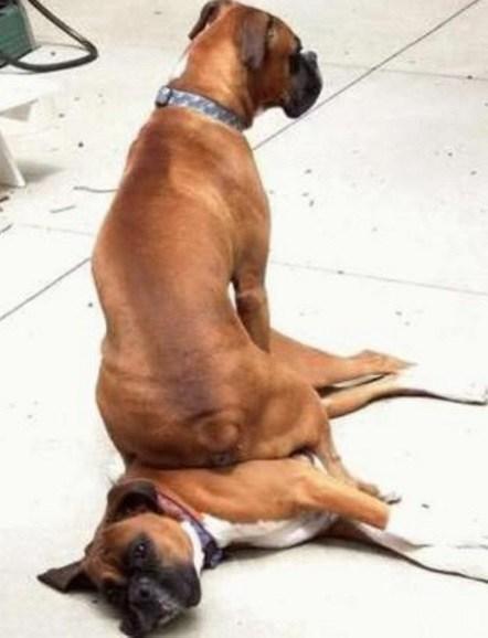 Dog With a Bad Friend