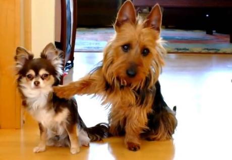 Dog With a Bad Friend