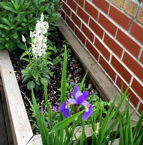 Urban Gardening