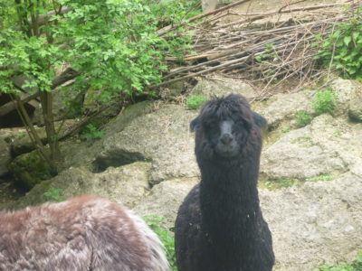 Backpacking in Austria: Taking Full Advantage of the Salzburg Card #visitsalzburg Our crazy staring Alpaca at Salzburg Zoo. A never to be forgotten moment!