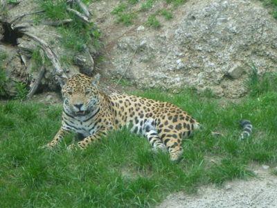 Backpacking in Austria: Taking Full Advantage of the Salzburg Card #visitsalzburg The jaguars